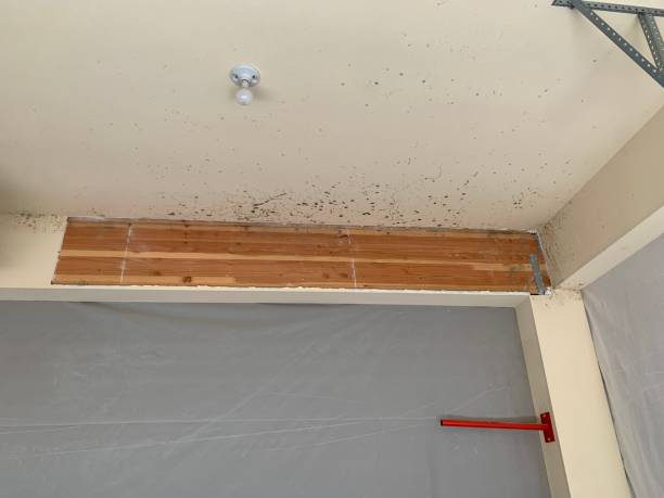 Best Basement Mold Removal  in Lahoma City, OK