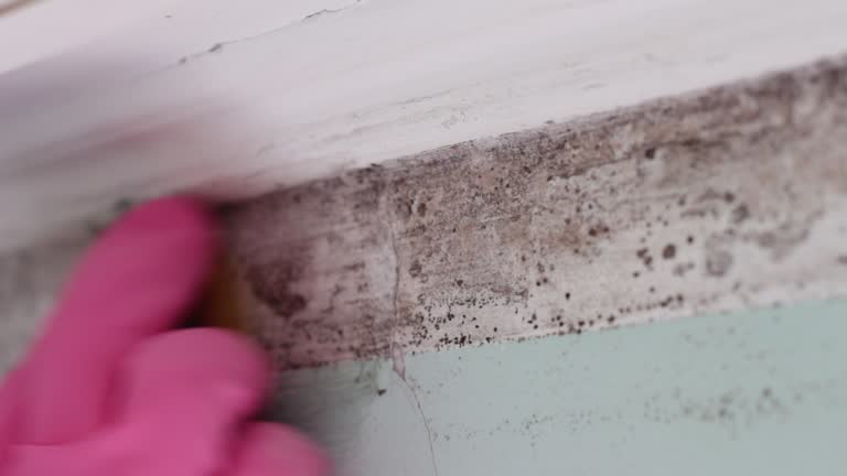 Best Mold Removal for HVAC Installations  in Lahoma City, OK